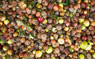 How To Solve Our Food Waste Problem